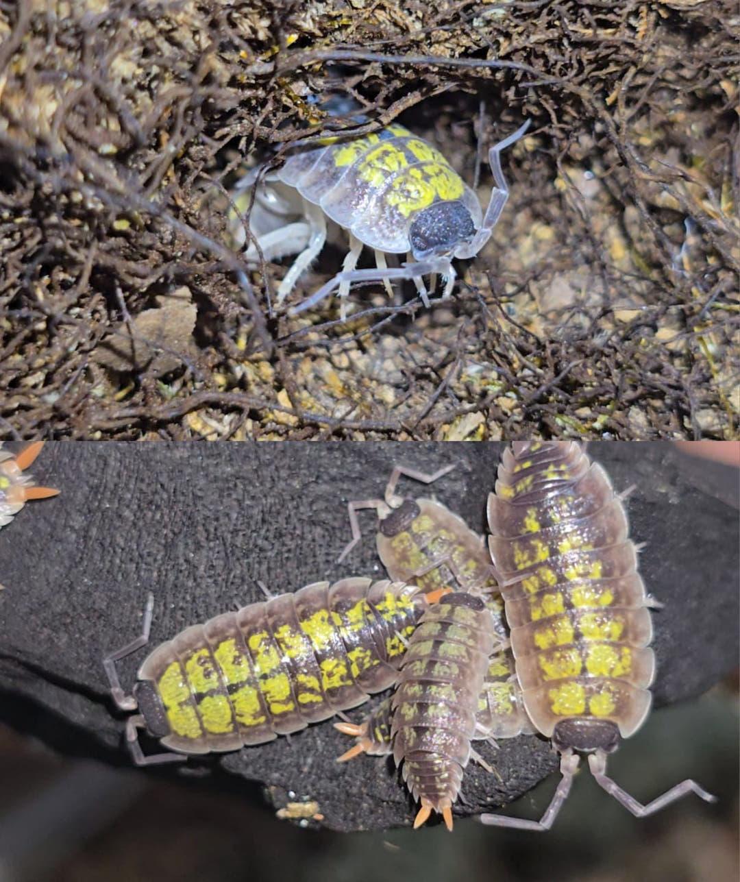 Porcellio sp red uropods "orange stick"