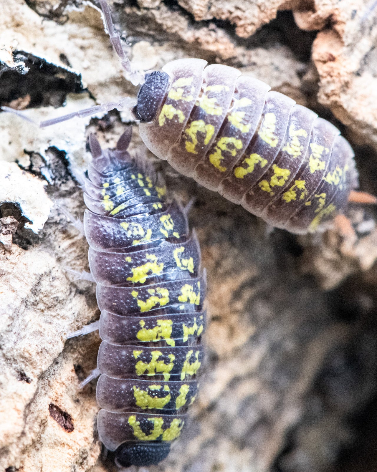 Porcellio sp red uropods "orange stick"