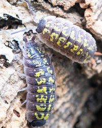 Porcellio sp red uropods 