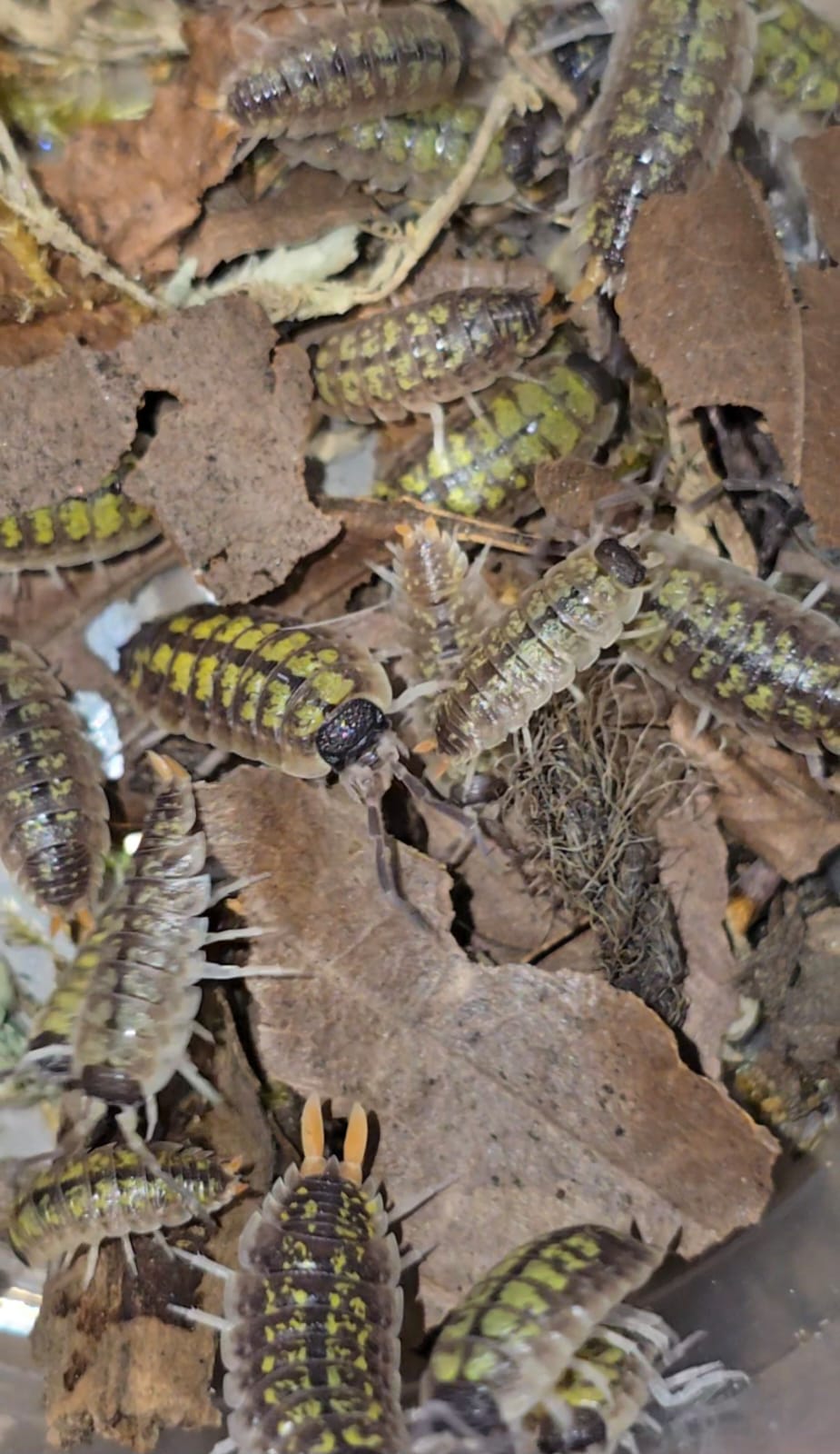 Porcellio sp red uropods "orange stick"