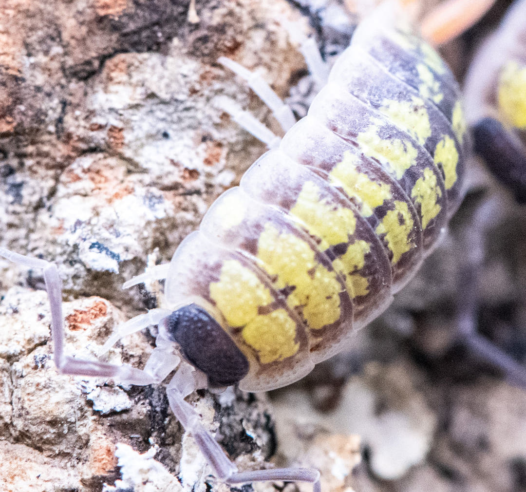 Porcellio sp red uropods "orange stick"