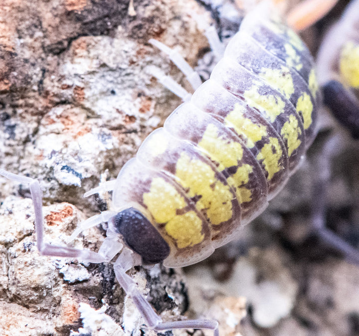 Porcellio sp red uropods "orange stick"