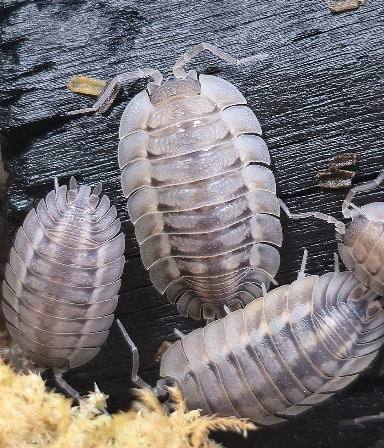 Porcellio Spatulatus 'Coros' Isopods - Isopods For Sale UK | PostPods