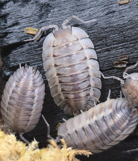 Porcellio Spatulatus 'Coros' Isopods - Isopods For Sale UK | PostPods