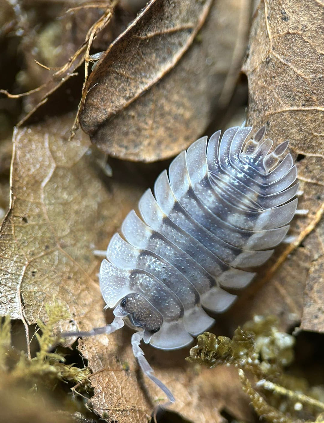 Porcellio Spatulatus &