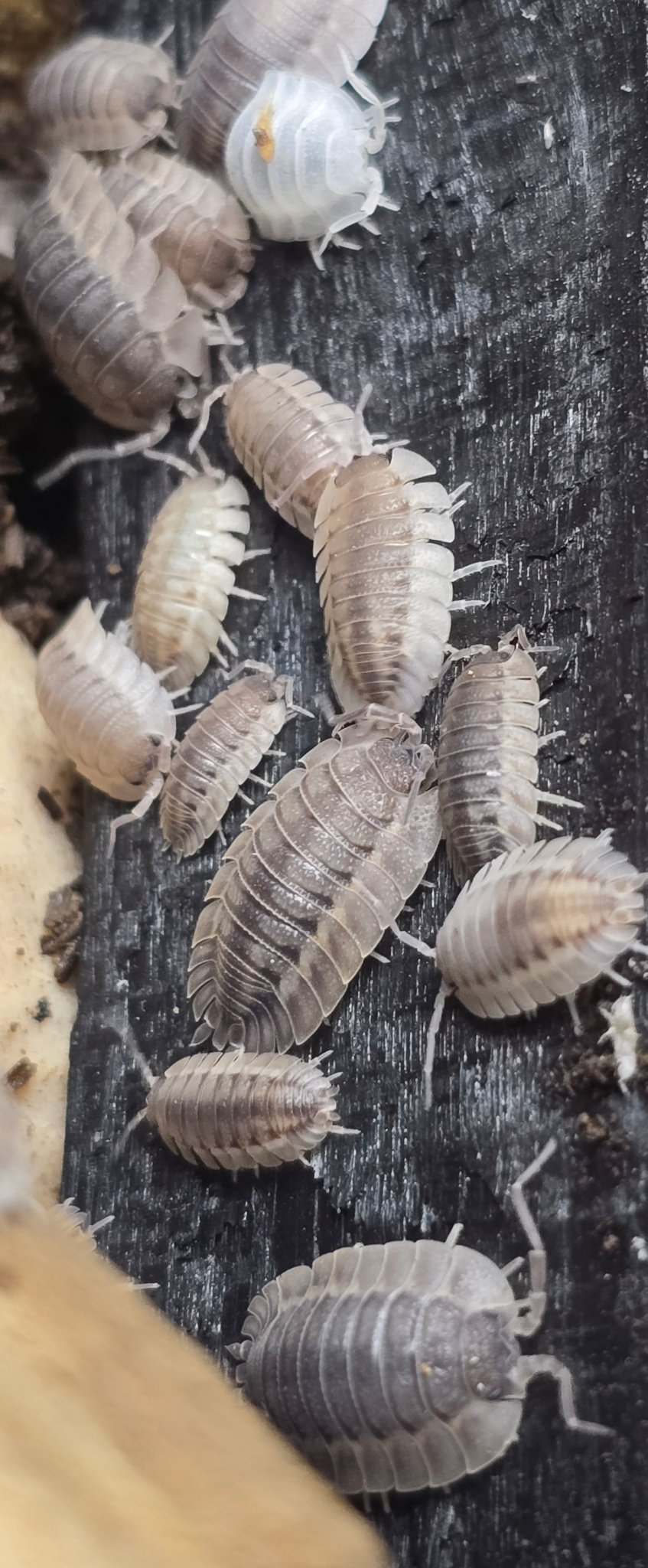 Porcellio Spatulatus 'Coros' Isopods - Isopods For Sale UK I PostPods
