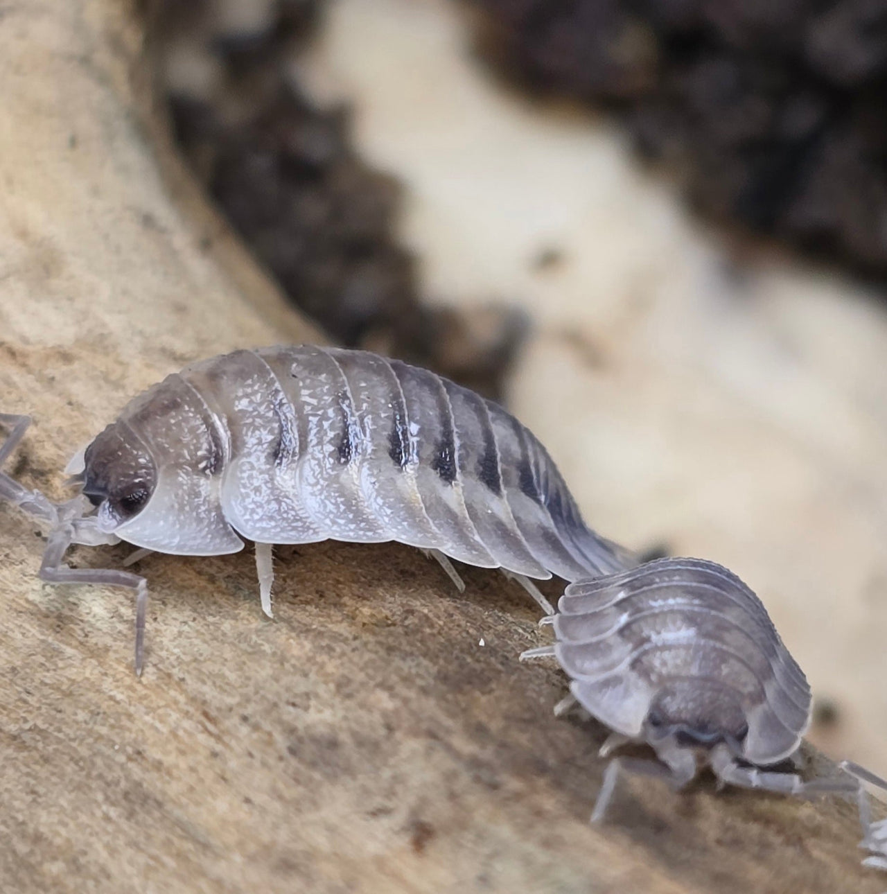 Porcellio Spatulatus 'Coros' Isopods - Isopods For Sale UK I PostPods