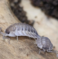 Porcellio Spatulatus 'Coros' Isopods - Isopods For Sale UK I PostPods