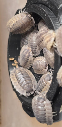 Porcellio Spatulatus 'Coros' Isopods - Isopods For Sale UK I PostPods