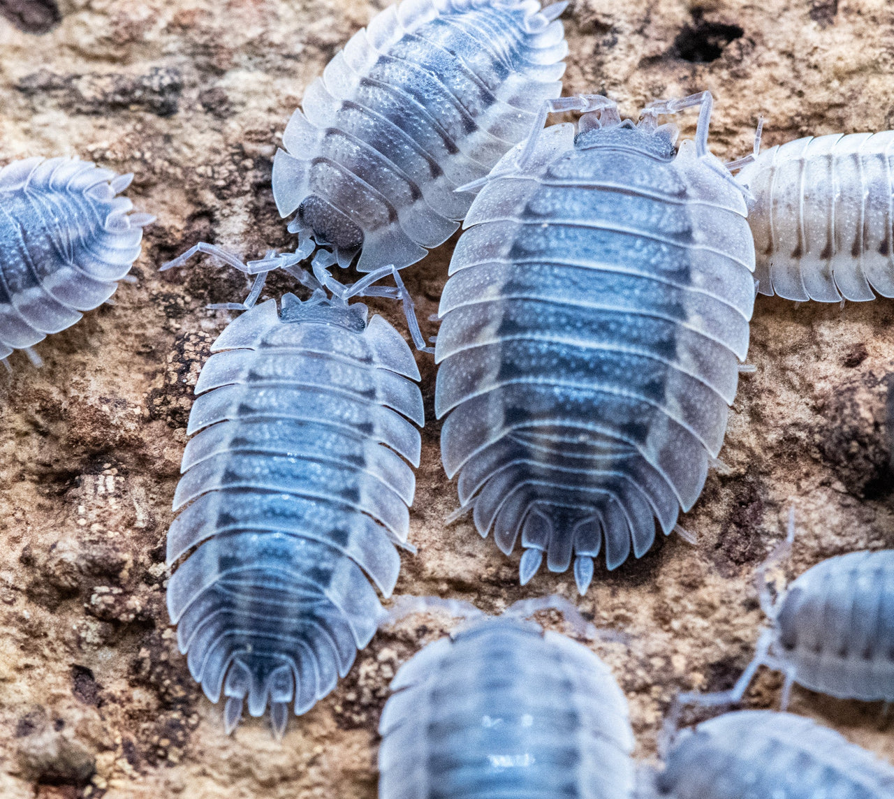 coros isopods