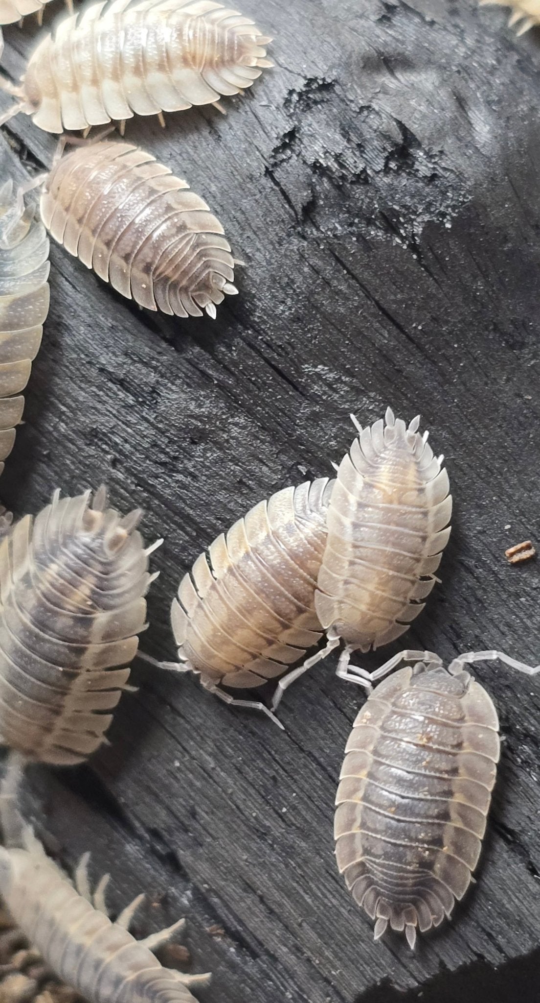 Porcellio Spatulatus 'Coros' Isopods - Isopods For Sale UK I PostPods