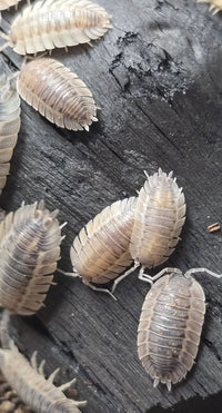 Porcellio Spatulatus 'Coros' Isopods - Isopods For Sale UK I PostPods