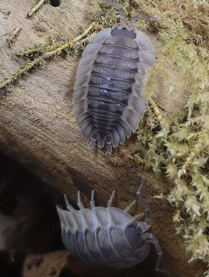 Porcellio Spatulatus &