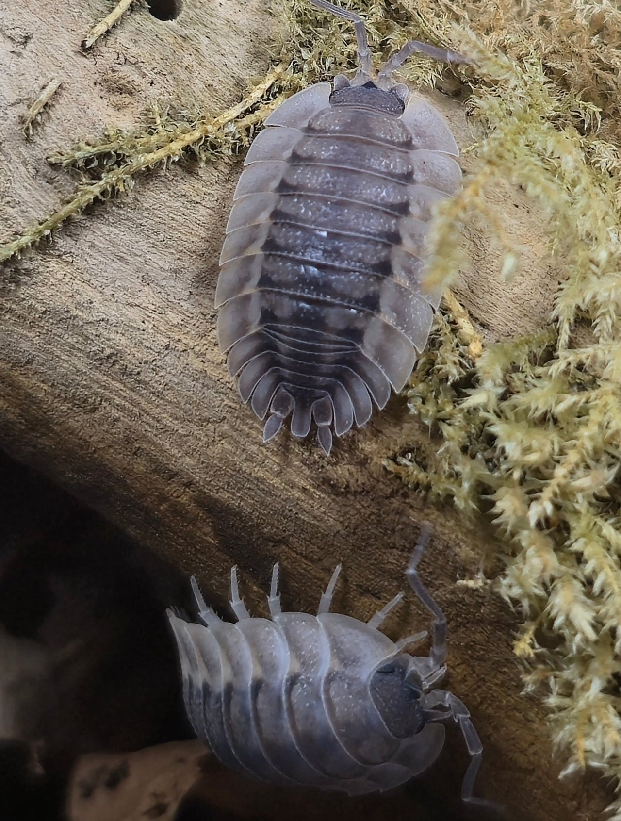 Porcellio Spatulatus 'Coros' Isopods - Isopods For Sale UK | PostPods