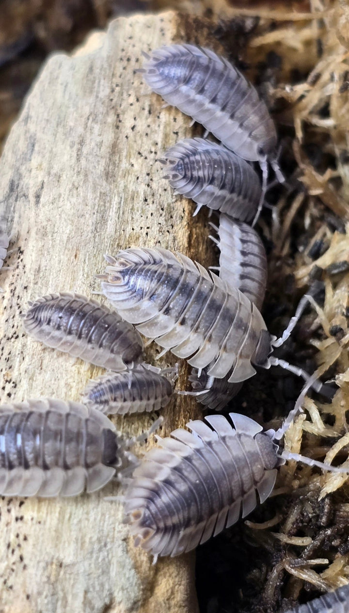 Porcellio Spatulatus &