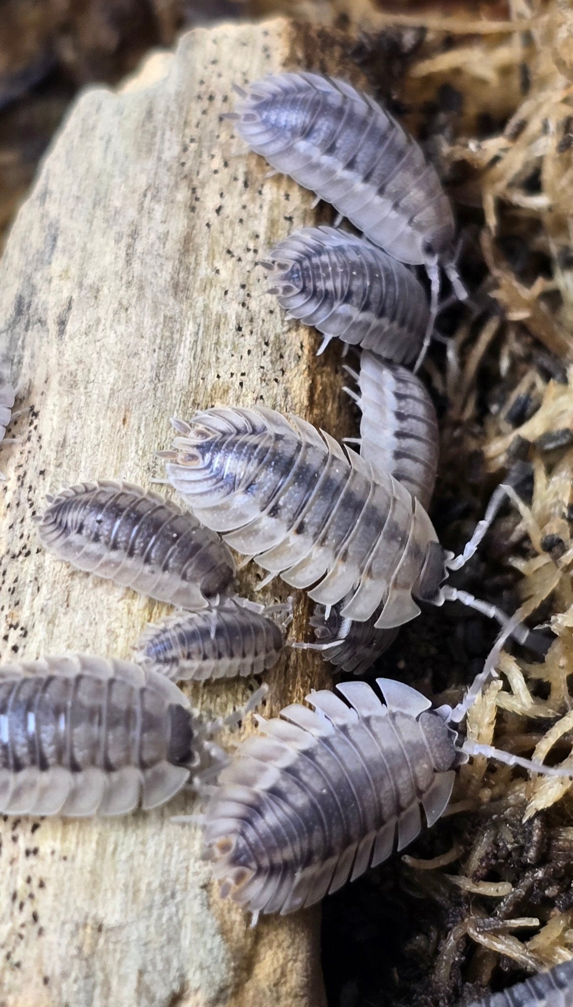 Porcellio Spatulatus 'Coros' Isopods - Isopods For Sale UK I PostPods
