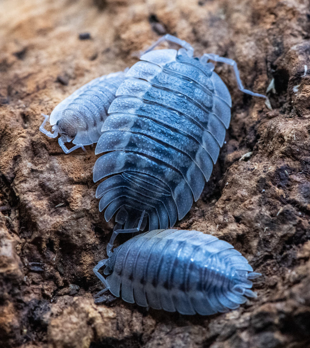 Porcellio Spatulatus &