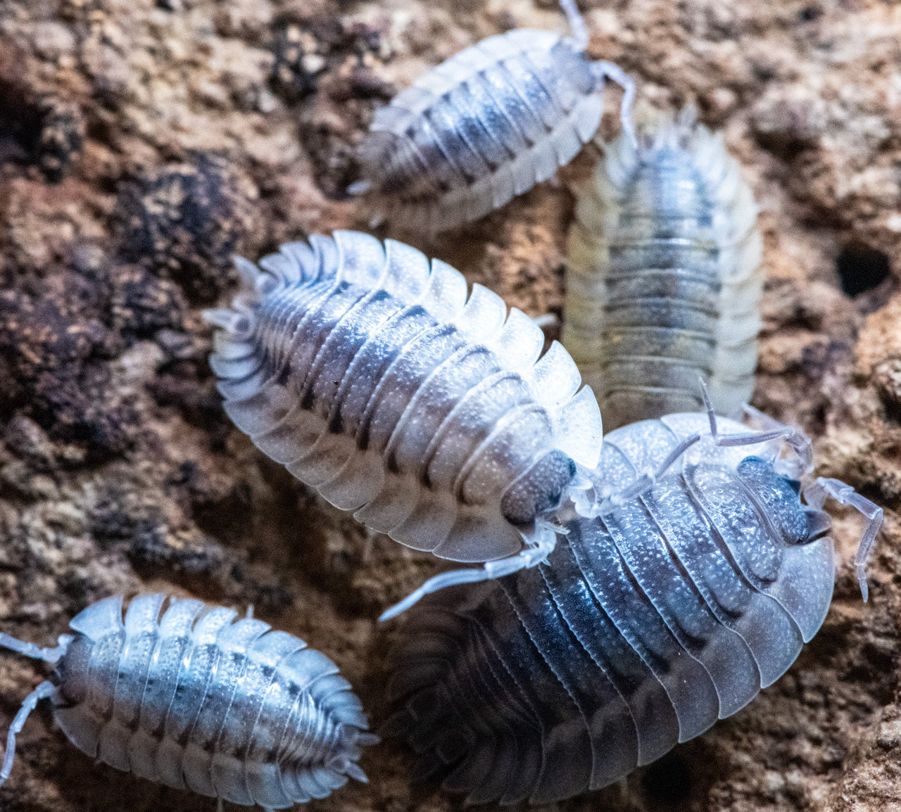 Porcellio Spatulatus 'Coros' Isopods