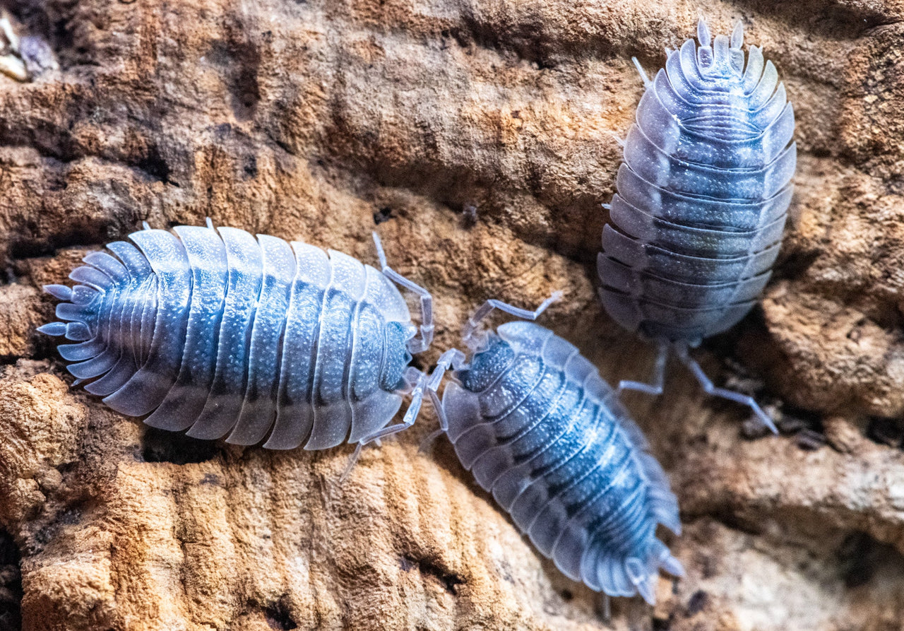 Porcellio Spatulatus 'Coros' Isopods