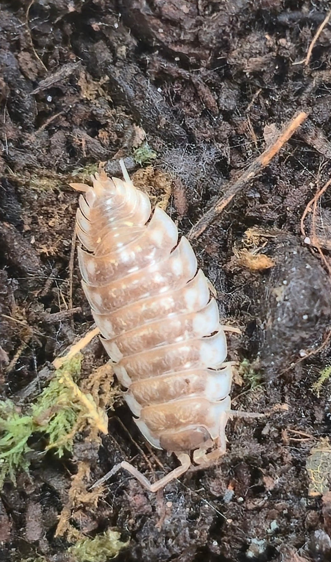 Porcellio Spinipennis Isopods