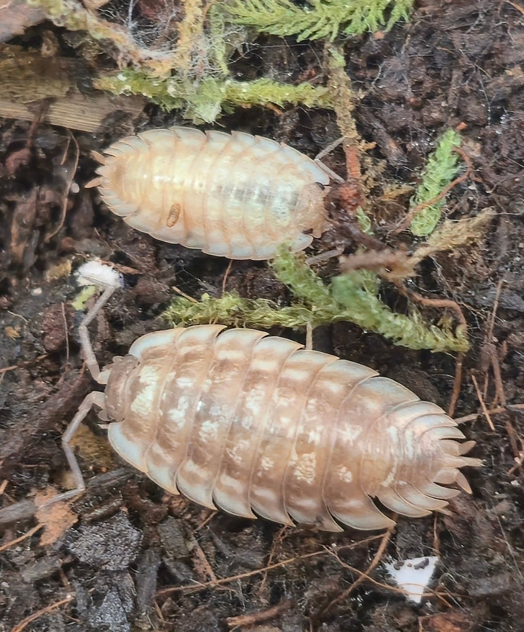 Porcellio Spinipennis Isopods