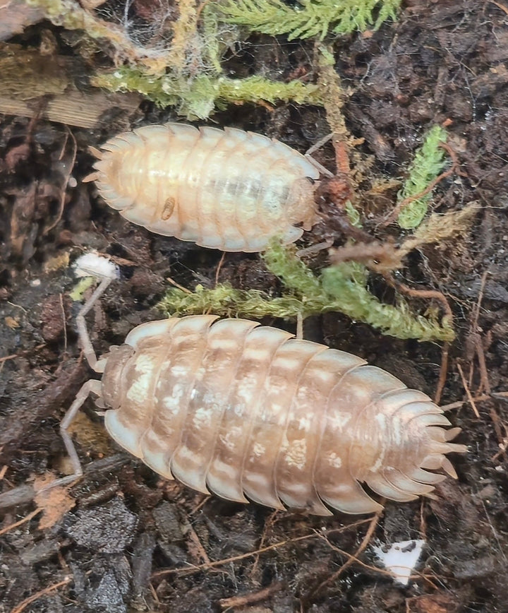 Porcellio Spinipennis Isopods - Isopods For Sale UK | PostPods