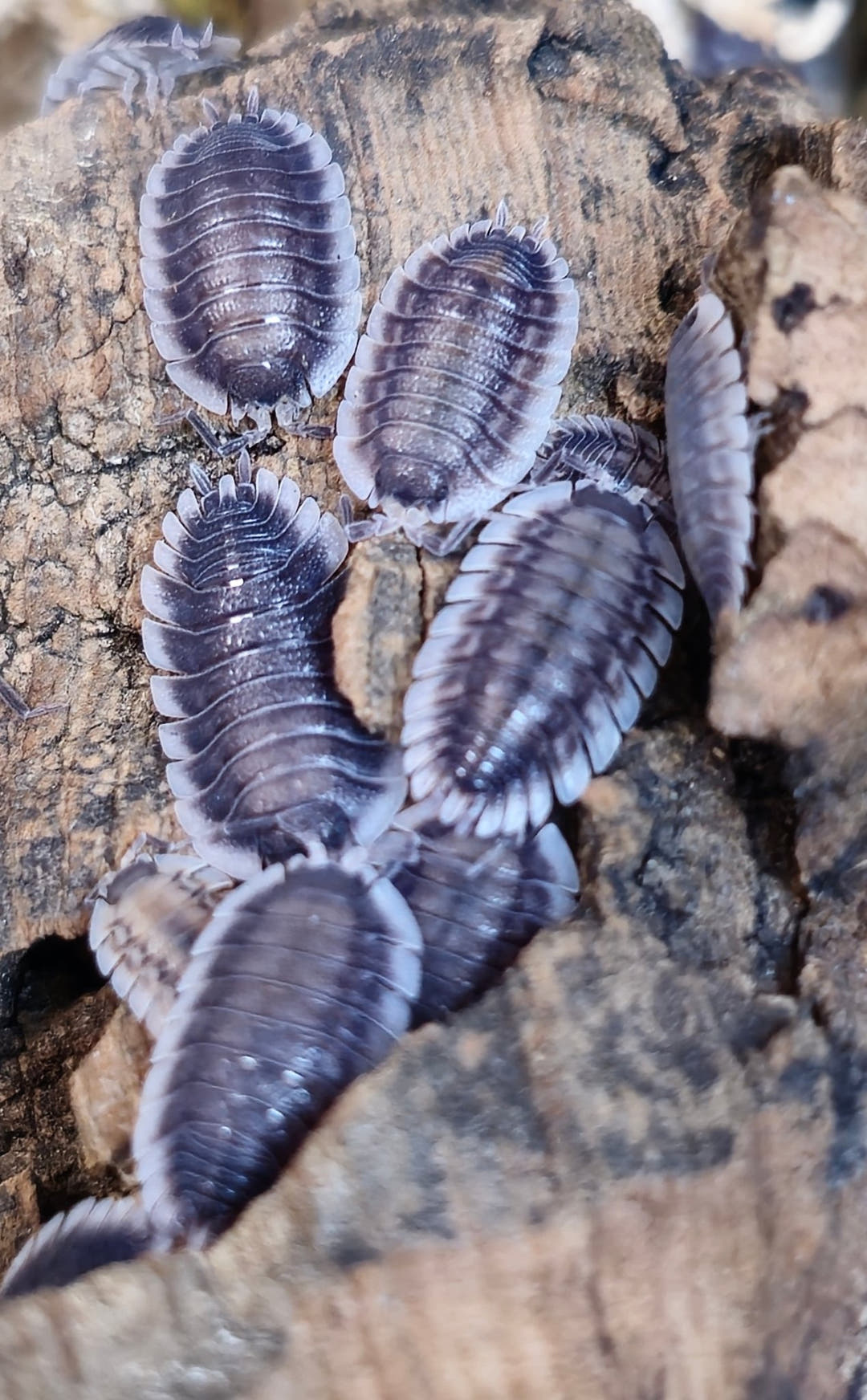 Porcellio werneri (Greek Shield Isopod)