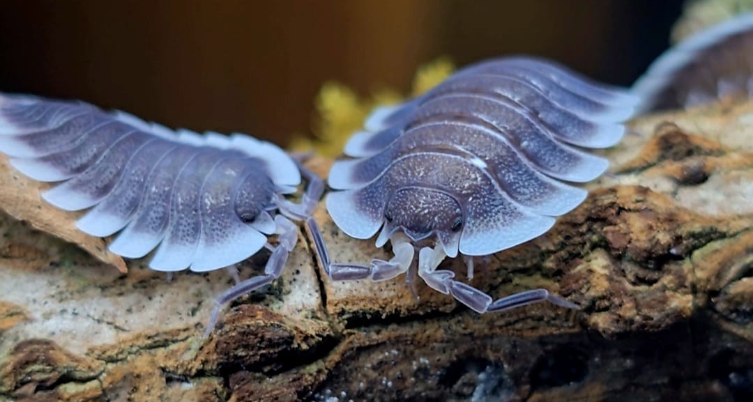 Porcellio werneri (Greek Shield Isopod)