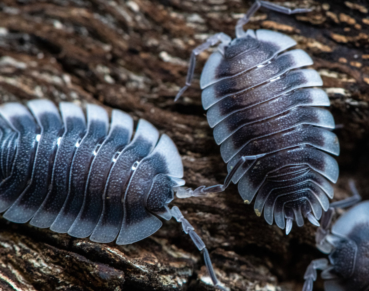 Porcellio werneri (Greek Shield Isopod)