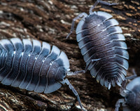 Porcellio werneri (Greek Shield Isopod)