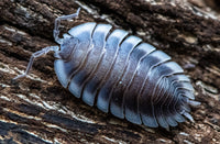 Porcellio werneri (Greek Shield Isopod)