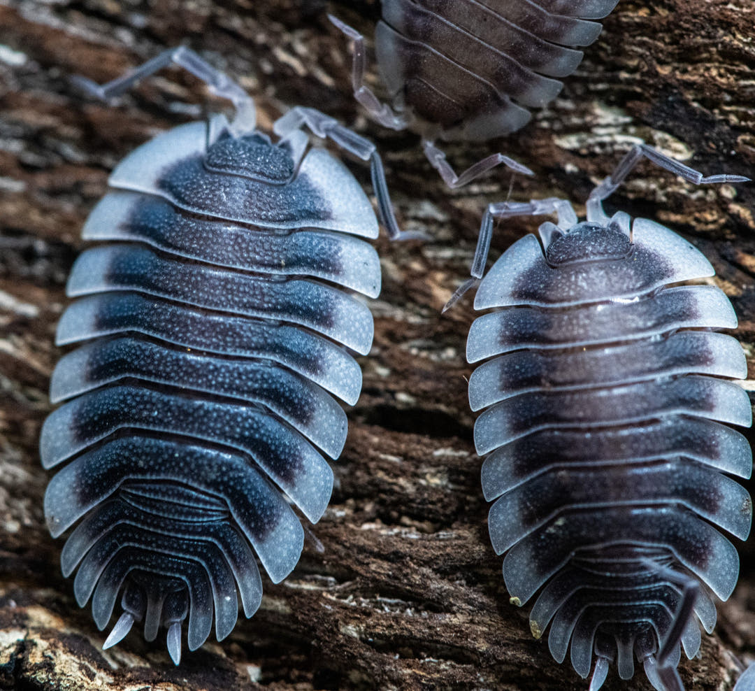 Porcellio werneri (Greek Shield Isopod)