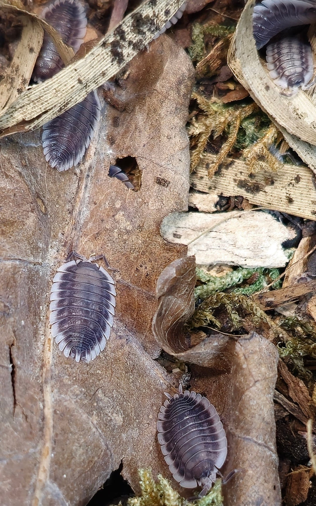 Porcellio werneri (Greek Shield Isopod)