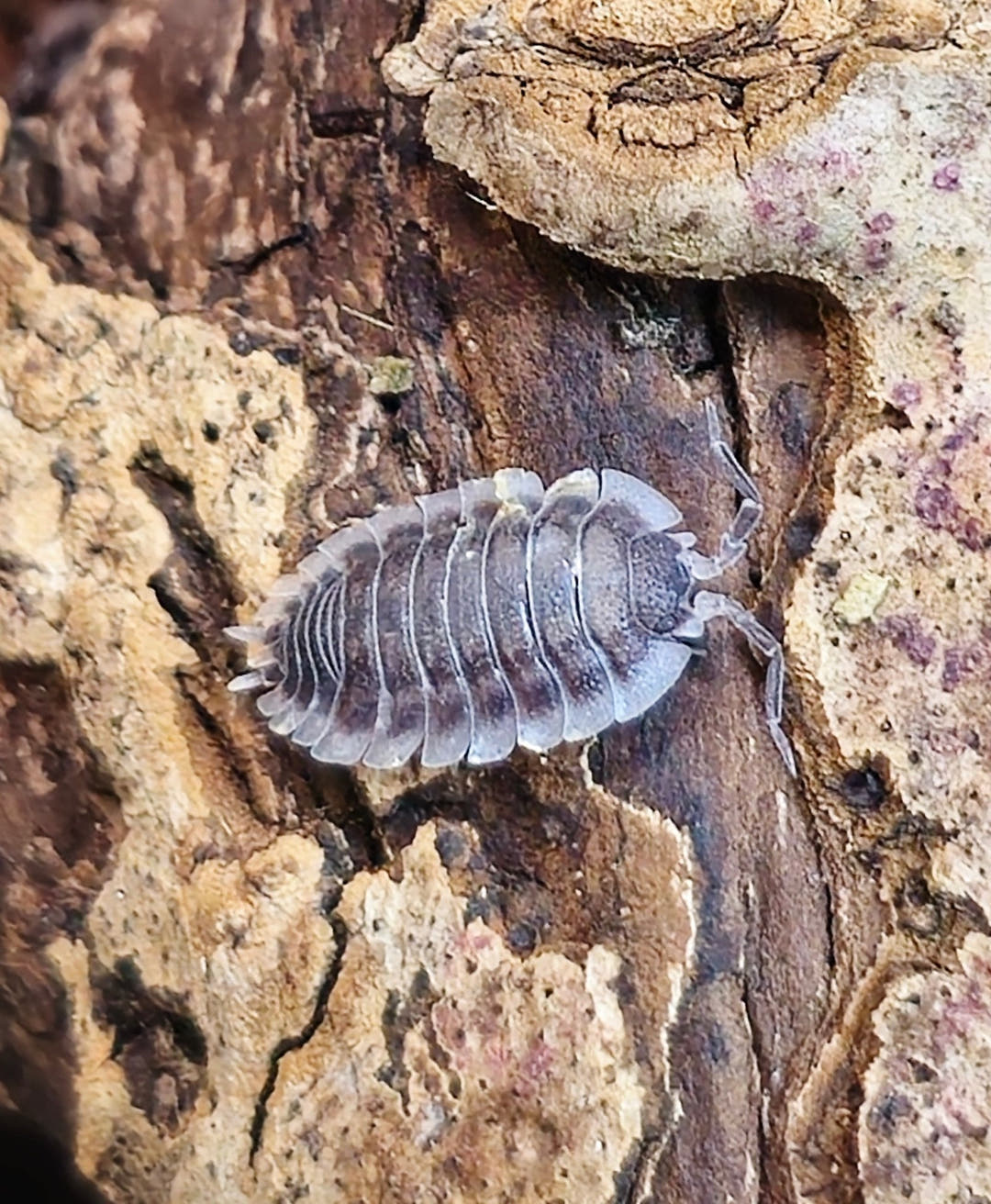 Porcellio werneri (Greek Shield Isopod)