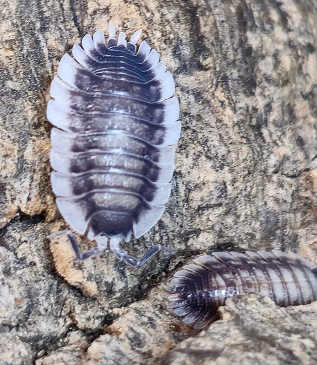 Porcellio werneri (Greek Shield Isopod)