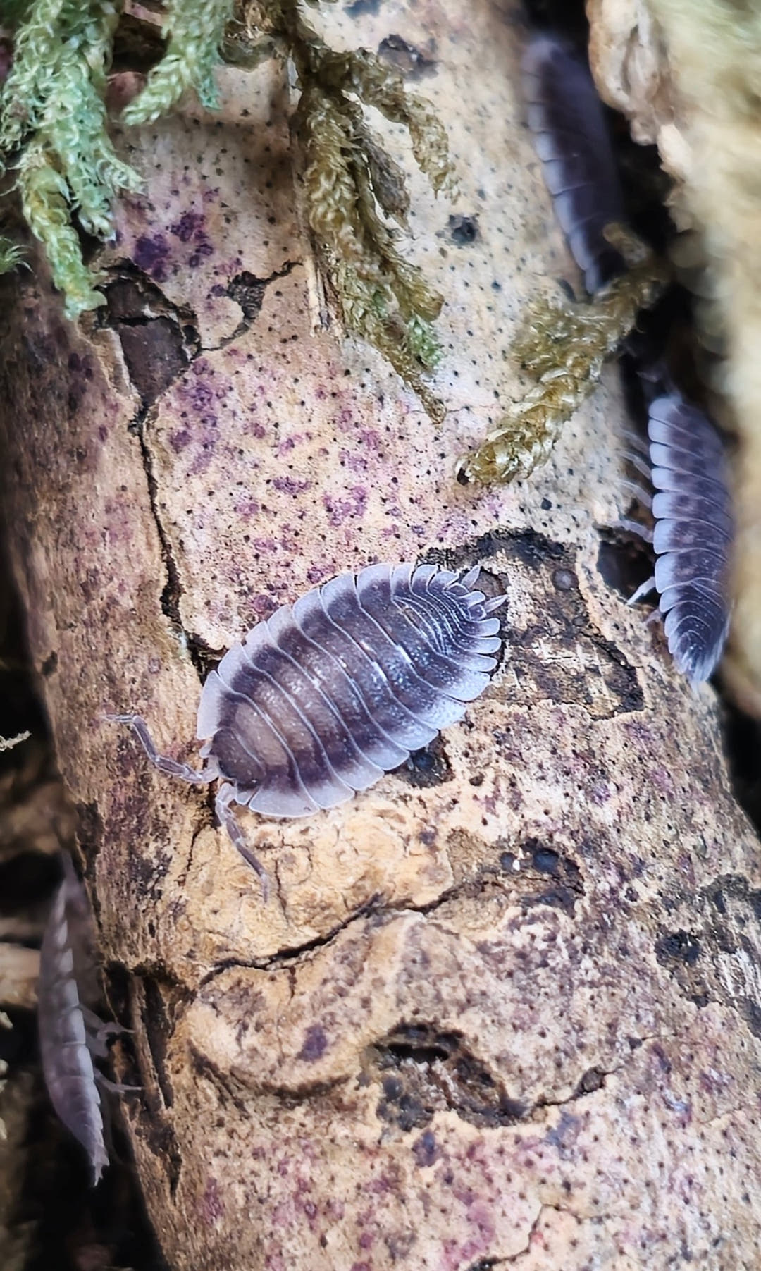 Porcellio werneri (Greek Shield Isopod)