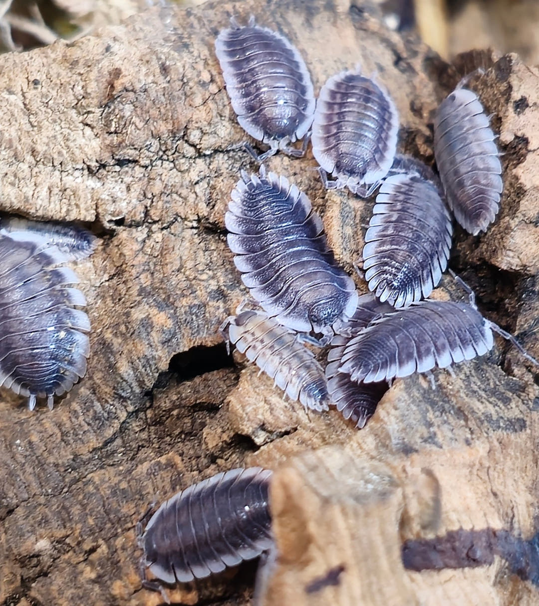 Porcellio werneri (Greek Shield Isopod)
