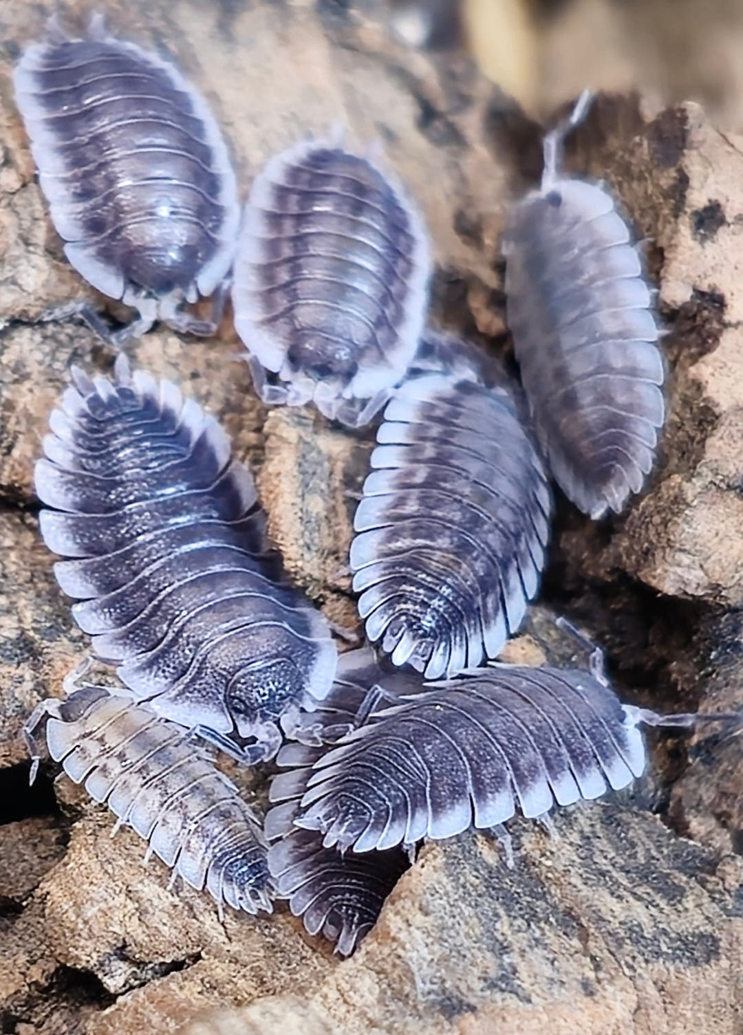 Porcellio werneri (Greek Shield Isopod)