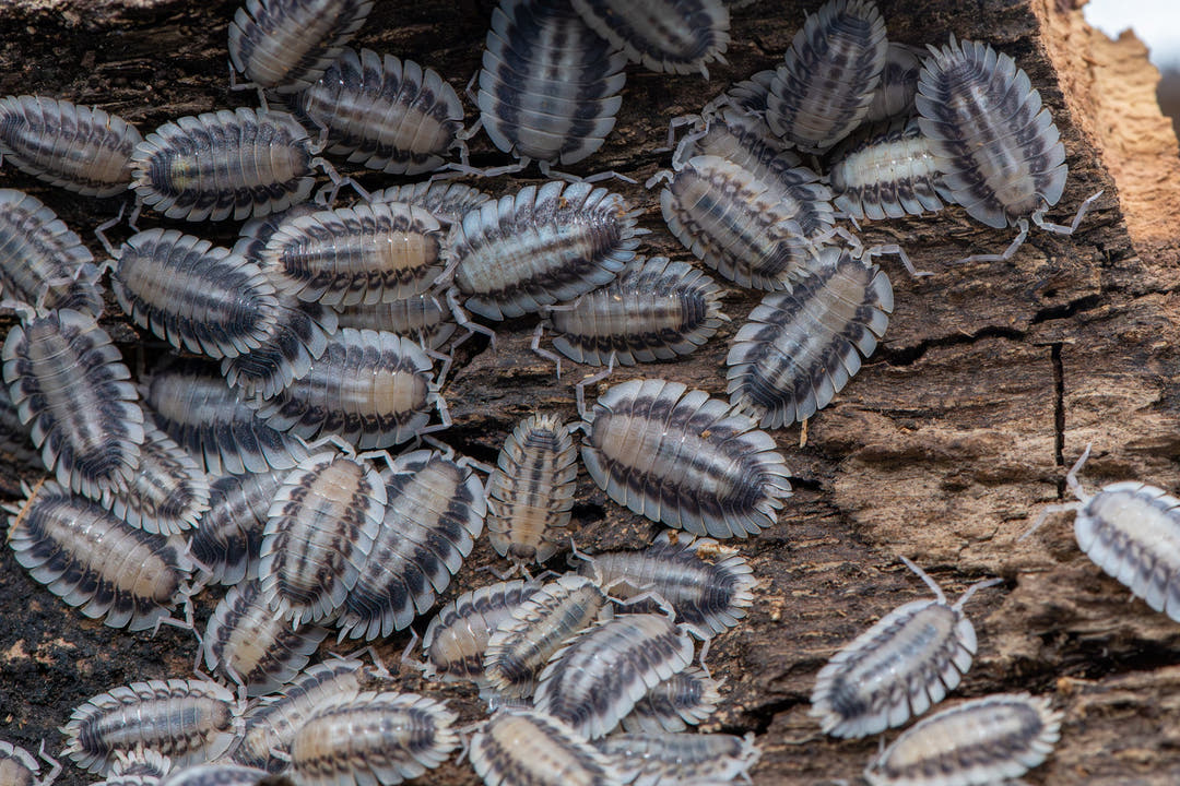 Porcellio Werneri Silverback Isopods (Greek Shield Isopod)