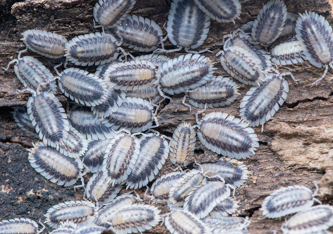 Porcellio Werneri Silverback Isopods (Greek Shield Isopod)