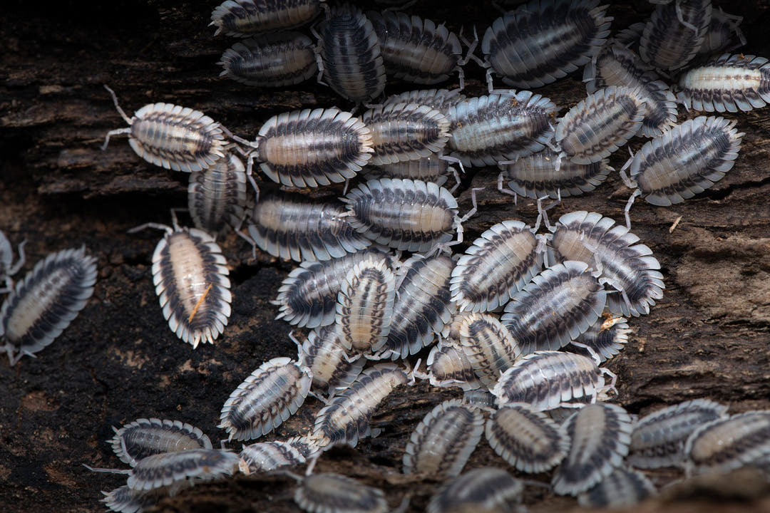 Porcellio Werneri Silverback Isopods (Greek Shield Isopod)