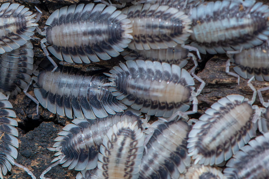 Porcellio Werneri Silverback Isopods (Greek Shield Isopod)