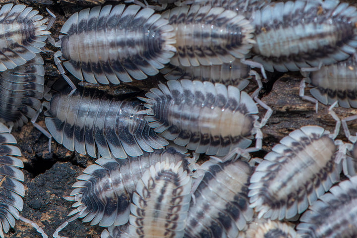 Porcellio Werneri Silverback Isopods (Greek Shield Isopod)