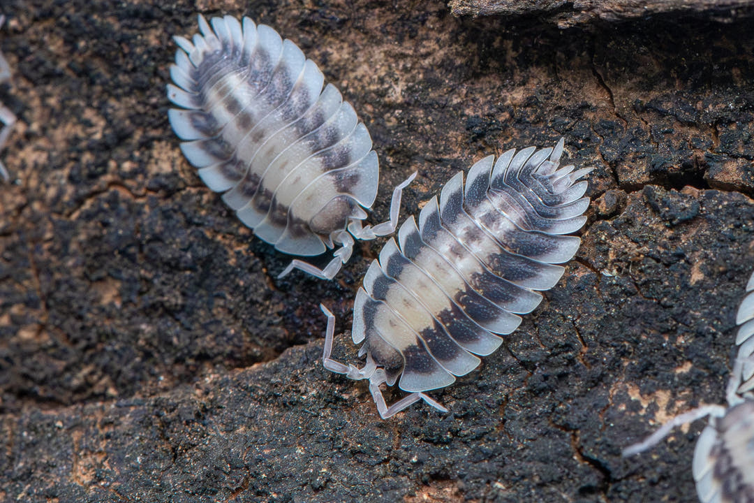 Porcellio Werneri Silverback Isopods (Greek Shield Isopod)