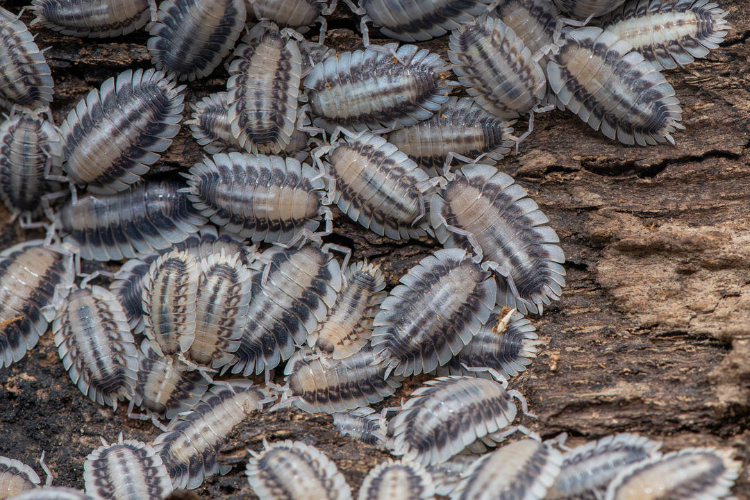 Porcellio Werneri Silverback Isopods (Greek Shield Isopod)