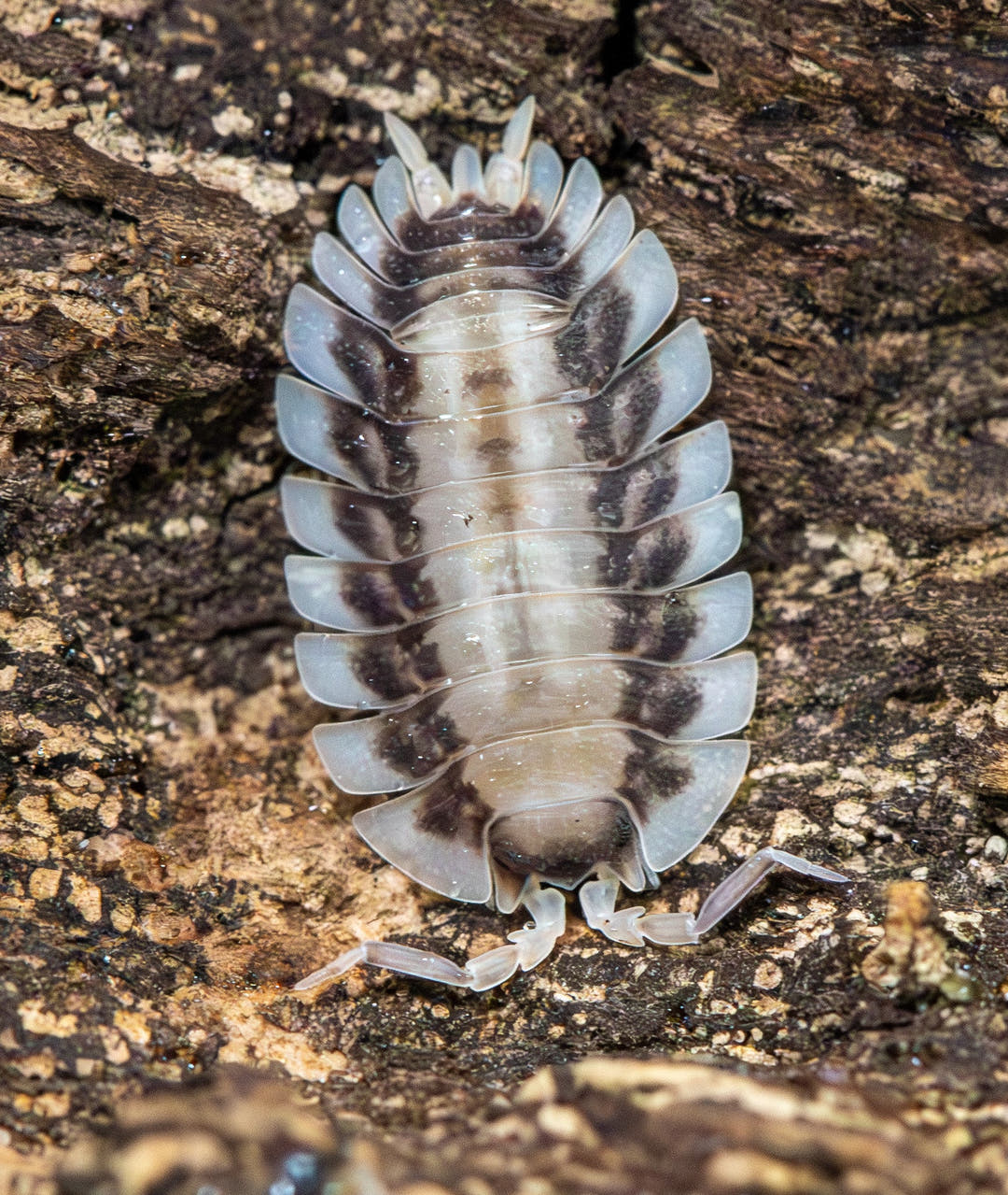 flat isopod with white skirt, then dark inner skirt and light centre/body