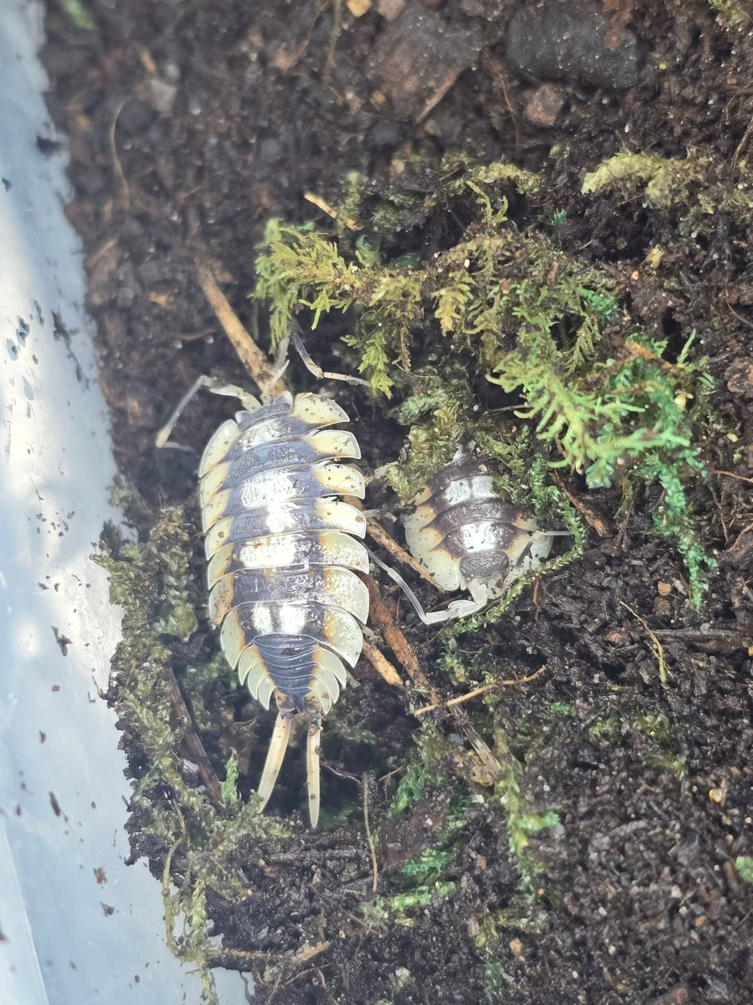 Two large Porcellio expansus isopods on dark soil with moss, grey-brown backs with cream-yellow side panels and orange edging.