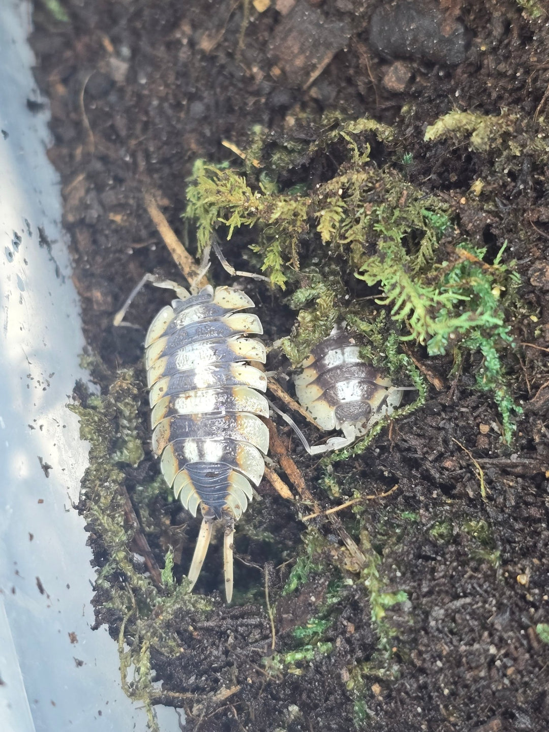 Two large Porcellio expansus isopods on dark soil with moss, grey-brown backs with cream-yellow side panels and orange edging.