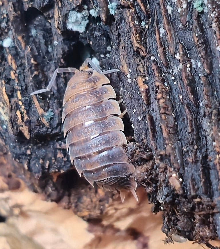 rust isopods for sale