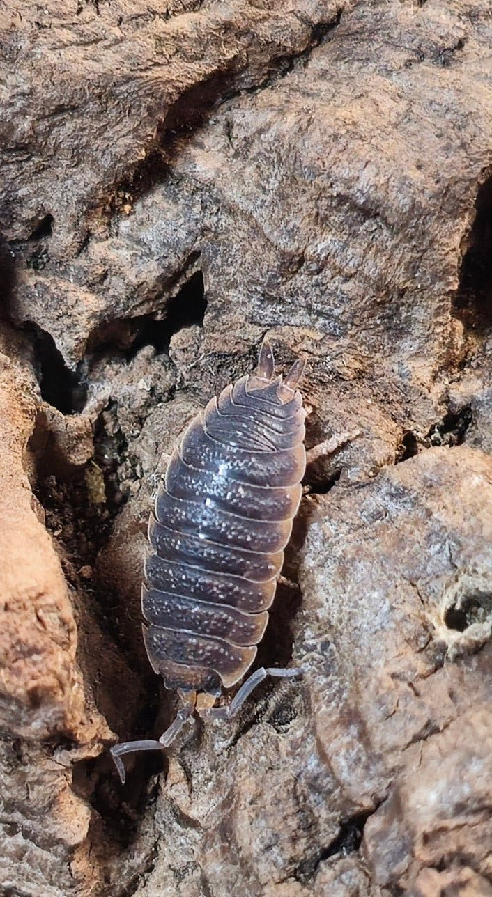 rust isopods for sale
